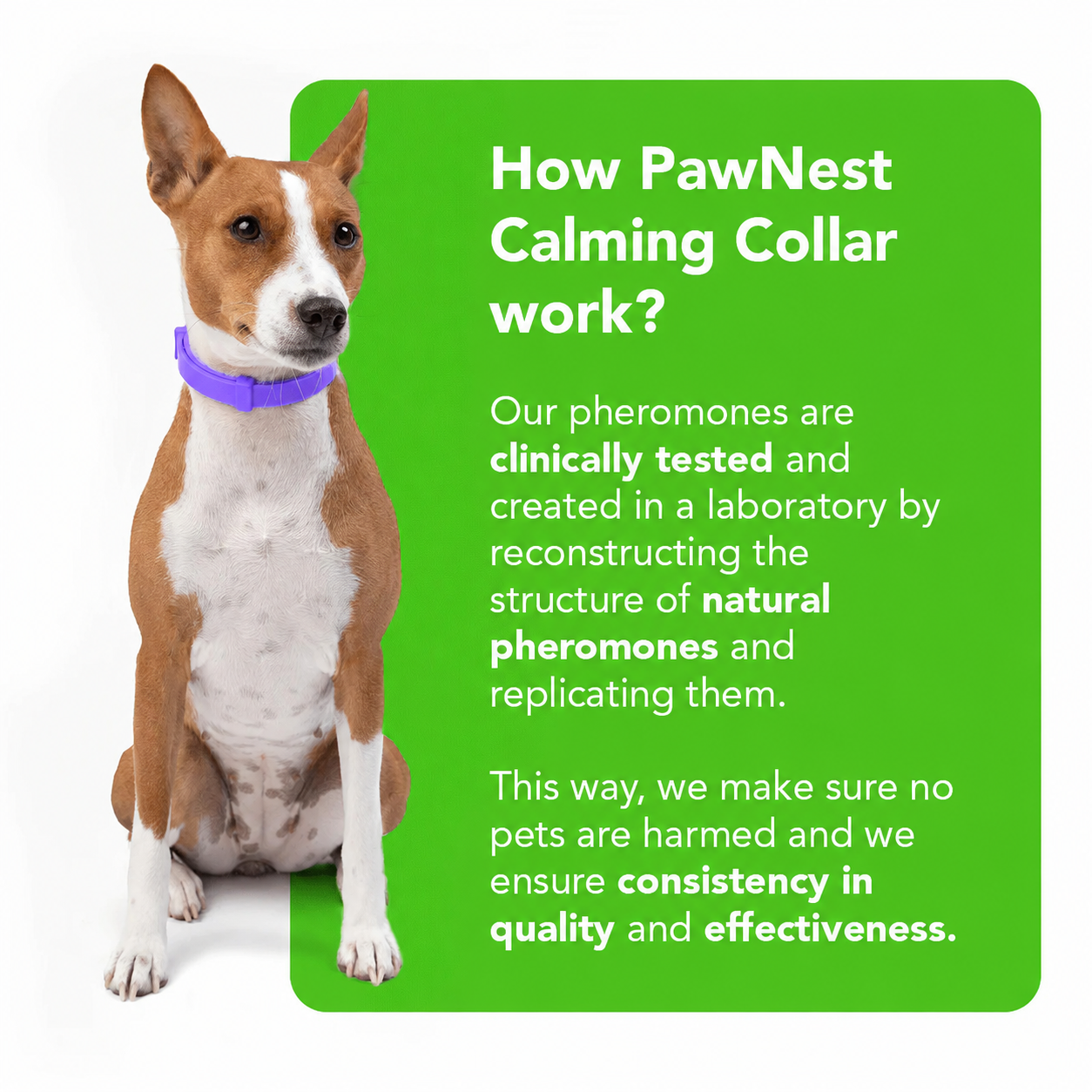 PawNest™ - Natural Pheromone Calming Collar for Dogs
